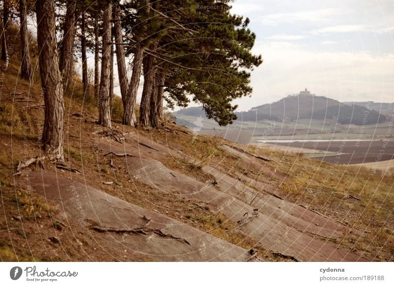 Landscape I Wohlgefühl Erholung ruhig Ferien & Urlaub & Reisen Tourismus Ferne Freiheit Umwelt Natur Landschaft Himmel Baum Feld Wald Hügel Bewegung Bildung