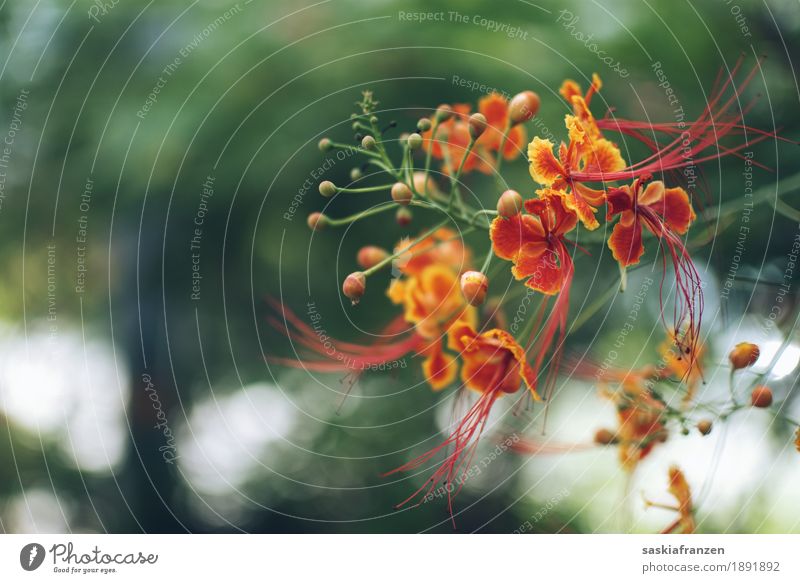 Diversity. Umwelt Natur Pflanze Frühling Sommer Schönes Wetter Blüte exotisch Garten Park ästhetisch Duft elegant schön mehrfarbig gelb grün orange Naturliebe