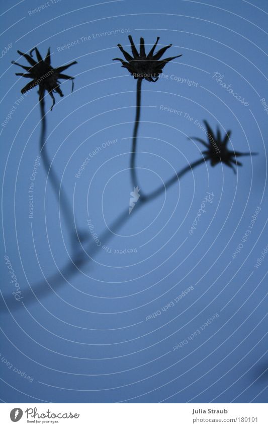 kalter schein Natur Winter Eis Frost Schnee Dürre Pflanze Sträucher Blüte Wiese Verfall Stern (Symbol) schwarz blau Farbfoto Außenaufnahme Textfreiraum unten