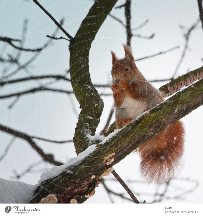 Eishörnchen Umwelt Natur Tier Urelemente Luft Himmel Wolkenloser Himmel Winter Klima Schnee Baum Fell Wildtier 1 Fressen sitzen authentisch klein natürlich