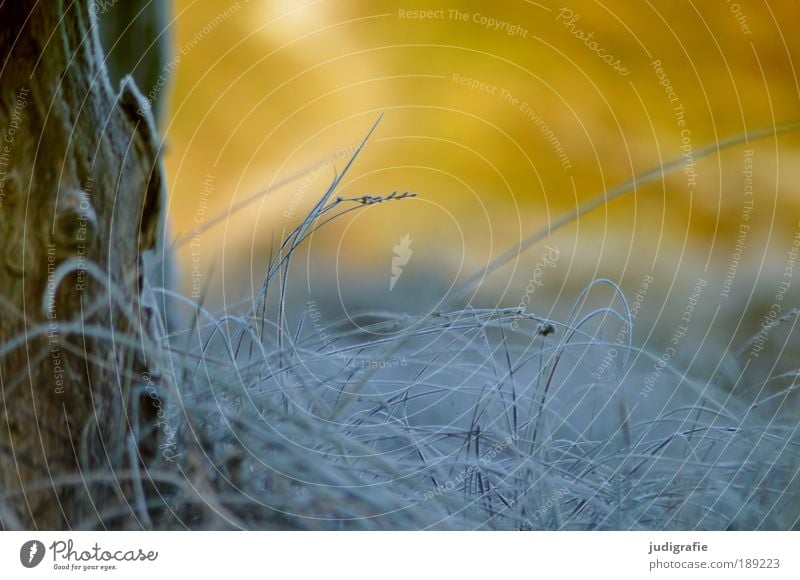 Gras Umwelt Natur Pflanze Winter Eis Frost Küste Ostsee frieren kalt natürlich Wärme wild Farbe Klima Kontrast Raureif Farbfoto Außenaufnahme Tag