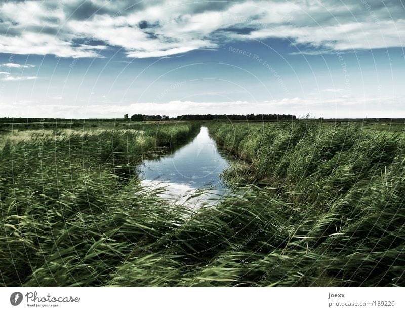 Wasserweg Natur Landschaft Pflanze Himmel Wolken Klima Wind Gras Grünpflanze Moor Sumpf blau grün Freiheit Bach Schilfrohr Horizont Rauschen Farbfoto