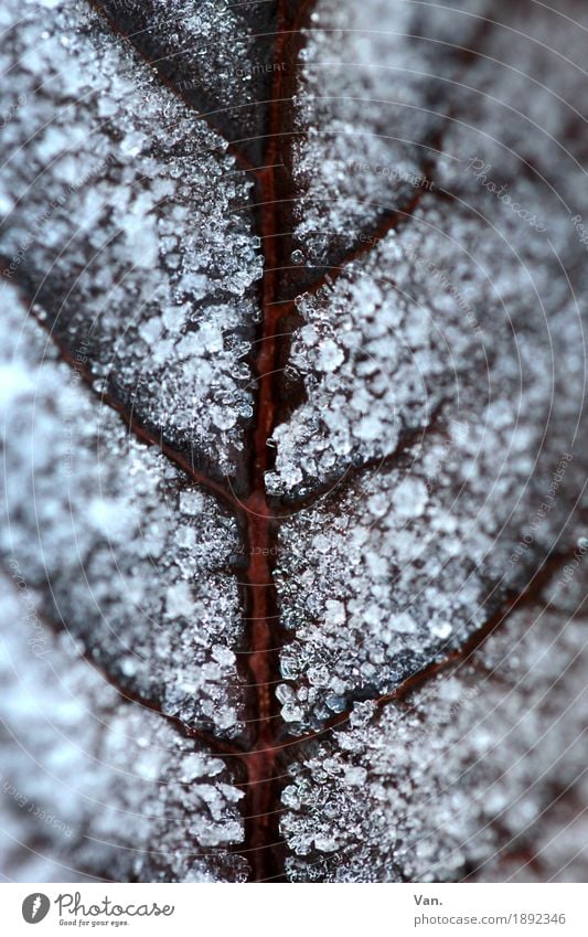 eiskalt erwischt Natur Pflanze Winter Eis Frost Blatt Blattadern braun weiß gefroren Eiskristall Farbfoto Gedeckte Farben Außenaufnahme Detailaufnahme