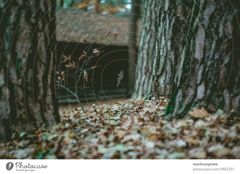 herbstwaldlaub Erholung Sommer Natur Pflanze Wärme springen autumn beautiful bloom blossom bright brown bunch color colorful countryside fall flower flowers