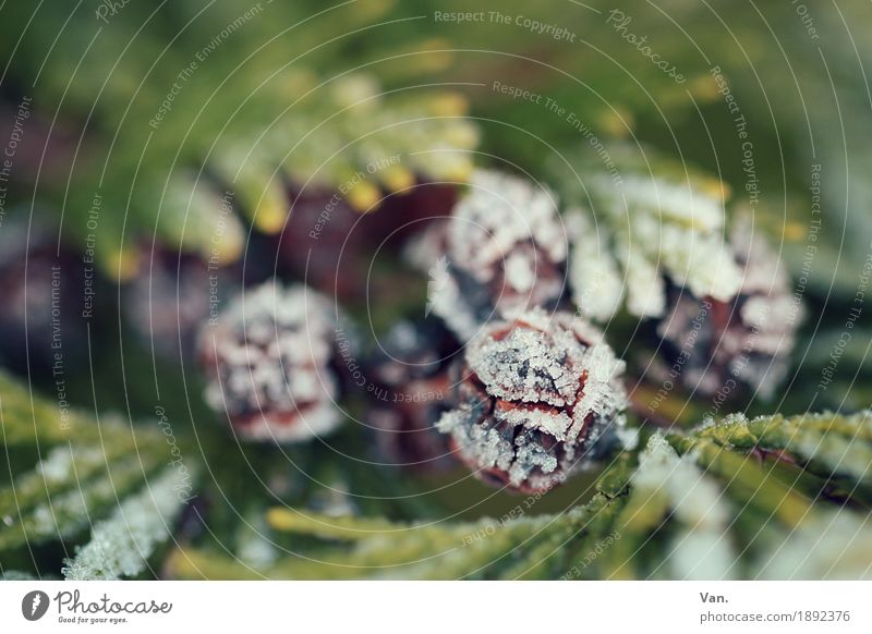 frostig Natur Pflanze Winter Baum Konifere Beerenfruchtstand Zapfen Zweig Garten kalt rund grün Farbfoto Gedeckte Farben Außenaufnahme Detailaufnahme