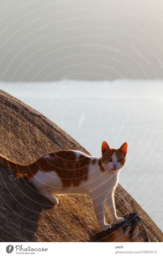 Auf Beobachtungsmission Felsen Vulkan Meer Mittelmeer Ägäis Insel Santorin Griechenland Kykladen Dorf Altstadt Hauskatze Tier Caldera Farbfoto Außenaufnahme