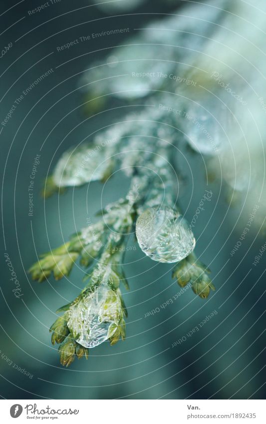 Wintergemälde Natur Pflanze Wassertropfen Eis Frost Baum Sträucher Zweig Konifere Garten kalt blau grün gefroren Farbfoto Gedeckte Farben Außenaufnahme