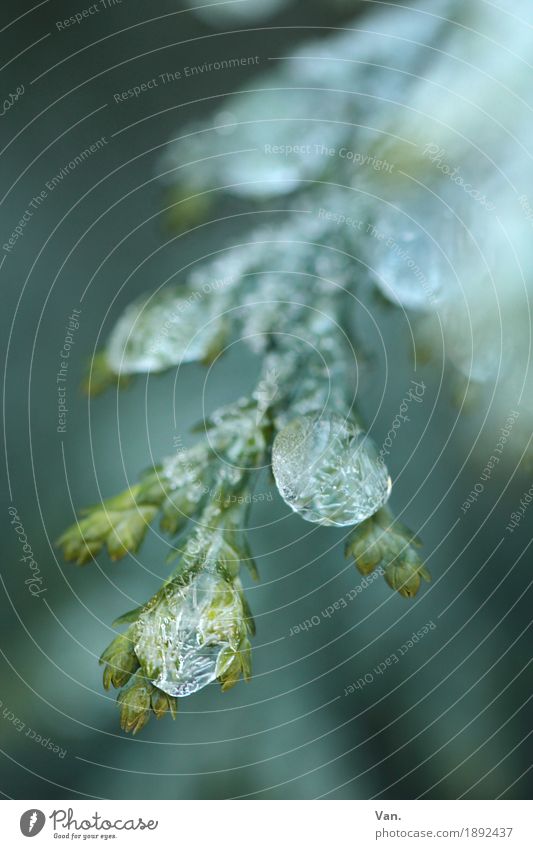 Wintervorfreude Natur Pflanze Wassertropfen Eis Frost Blatt Konifere Garten kalt grün weiß gefroren Farbfoto Gedeckte Farben Außenaufnahme Detailaufnahme