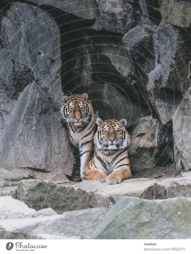 posing Felsen Tier Wildtier Tiergesicht Fell 2 braun grau Tiger Paar Körperhaltung Wachsamkeit warten Farbfoto Gedeckte Farben Außenaufnahme Nahaufnahme