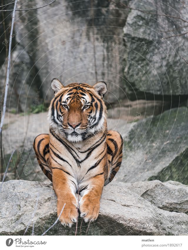 Mieze Felsen Menschenleer Tier Tiergesicht Fell Pfote 1 beobachten sitzen braun grau Tiger Farbfoto Außenaufnahme Textfreiraum links Textfreiraum rechts