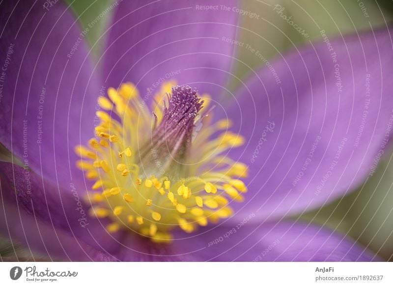 Schellenpuschel Natur Pflanze Blume Blüte Wildpflanze Garten ästhetisch Duft nah natürlich blau gelb Frühlingsblume Frühblüher Puschel Pollen Pollenflug