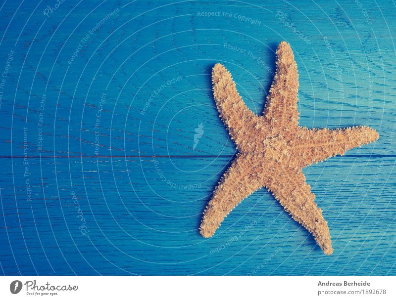 Seestern Ferien & Urlaub & Reisen Meer Mauer Wand Erholung träumen Starfish star vacation trip blue wood wooden weathered textured old decorative abstract