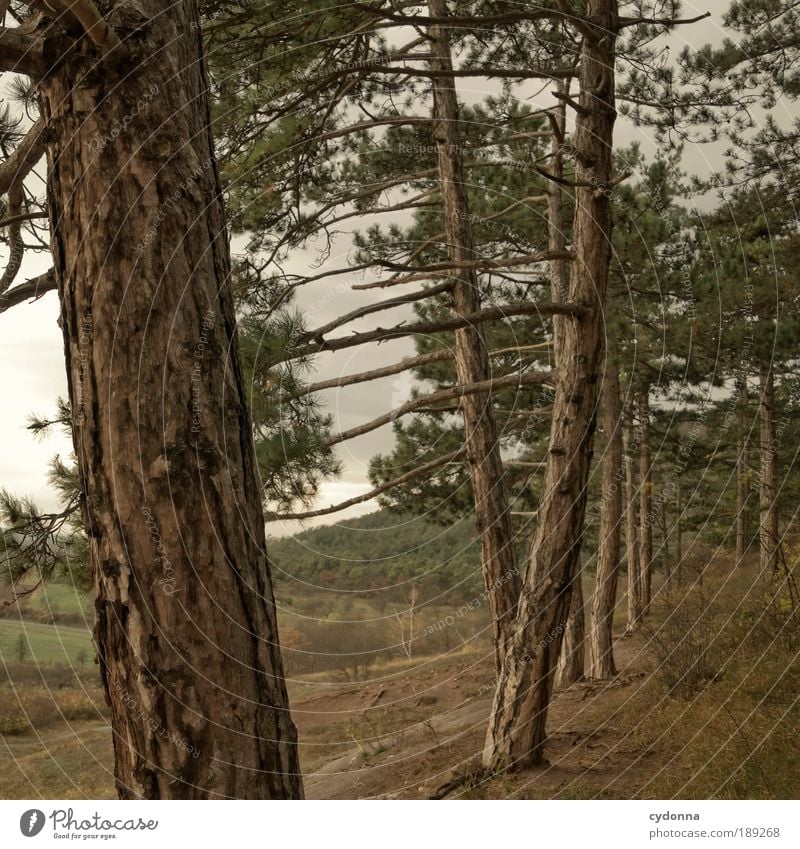 Waldrand harmonisch Wohlgefühl Erholung ruhig Ferne Freiheit Umwelt Natur Landschaft Baum Hügel Berge u. Gebirge ästhetisch Bewegung Einsamkeit einzigartig