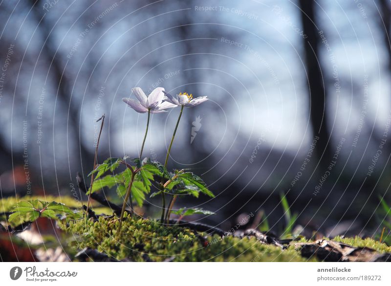 Zwei im Wald Umwelt Natur Landschaft Pflanze Erde Frühling Klima Schönes Wetter Baum Blume Moos Blatt Blüte Wildpflanze Anemonen Park schön zart zerbrechlich