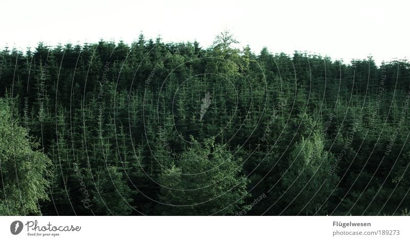 Jetzt ein Glas Waldmeister... Freizeit & Hobby Ferien & Urlaub & Reisen Ausflug Arbeit & Erwerbstätigkeit Gartenarbeit Umwelt Natur Landschaft Pflanze Baum