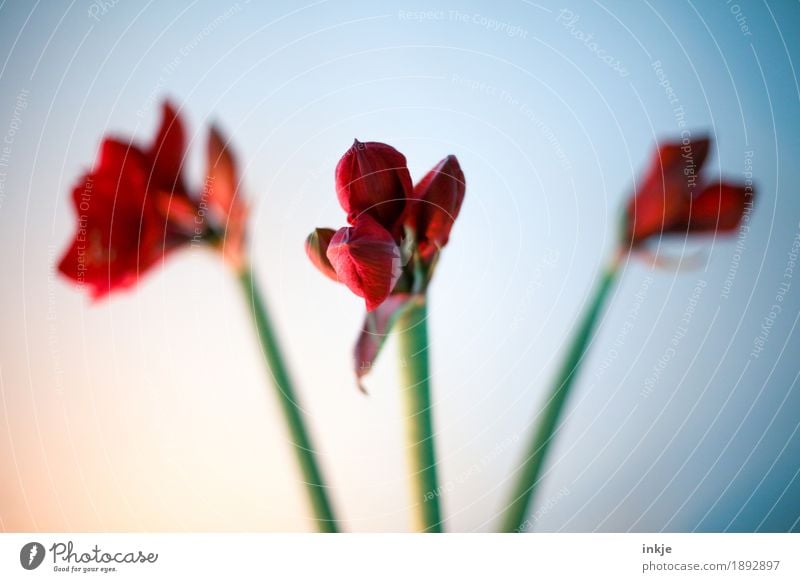 Amaryllis Winter Blume Blüte Amaryllisgewächse Blühend grün rot 3 Stengel Vignettierung Komplementärfarbe Blütenknospen Weihnachtsdekoration