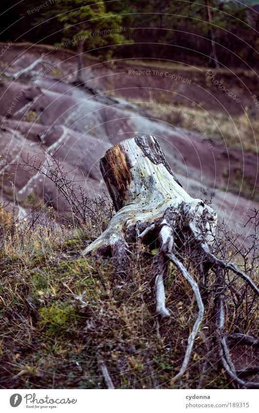 Schon länger her Ferne Umwelt Natur Baum Feld Hügel Berge u. Gebirge ästhetisch Endzeitstimmung Klima Leben Misserfolg Sorge Tod Traurigkeit Umweltverschmutzung