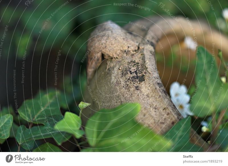 alter Krug als Gartenschatz halbversteckt im Efeu Hedera helix Efeublätter geheimnisvoll Schatztruhe Topf Blumentopf Altertum Fundstück Fundstelle finden