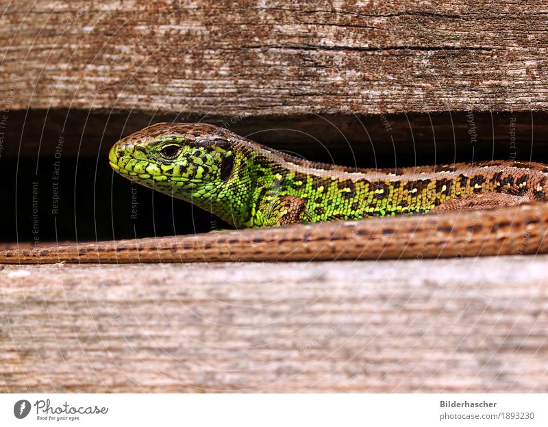 Eidechse Echte Eidechsen Mauereidechse Waldeidechse Zauneidechse Echsen Sonnenbad Reptil Schuppen schillernd grün Nahaufnahme Amphibie Tier Wildtier Wirbelsäule