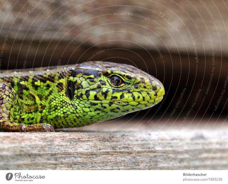 Eidechse Echte Eidechsen Mauereidechse Waldeidechse Zauneidechse Echsen Sonnenbad Reptil Schuppen schillernd grün Nahaufnahme Amphibie Tier Wildtier Wirbelsäule