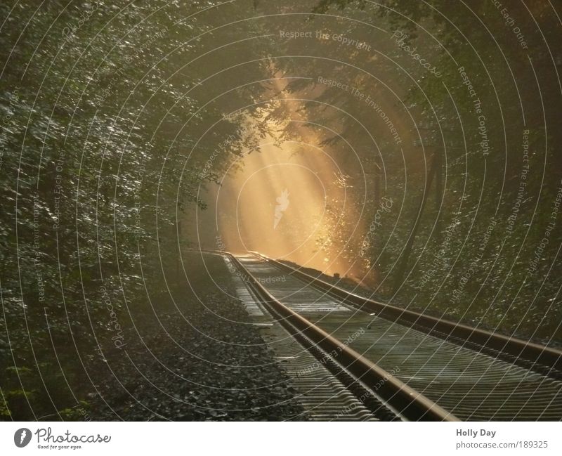 Schienen im Nebellicht Natur Pflanze Luft Sonnenaufgang Sonnenuntergang Sonnenlicht Sommer Baum Wald Verkehr Verkehrswege Öffentlicher Personennahverkehr