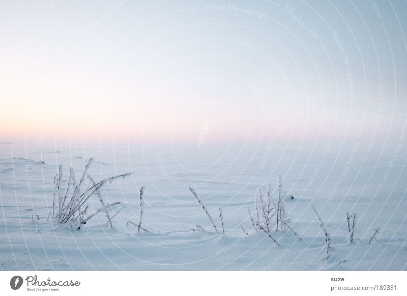 Januar Umwelt Natur Landschaft Pflanze Luft Himmel Wolkenloser Himmel Horizont Winter Schnee Gras Feld authentisch hell kalt natürlich weiß schön ruhig Hoffnung