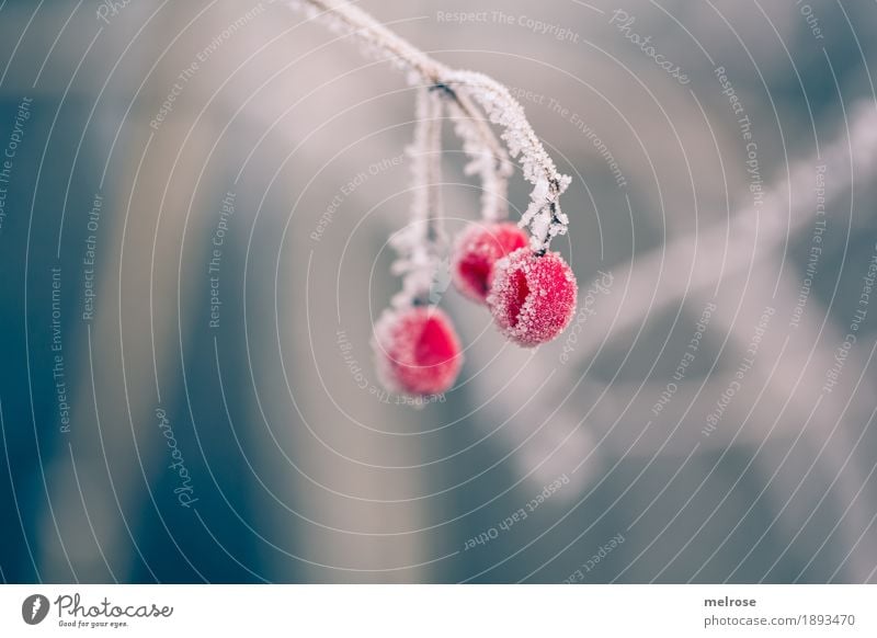 EISB"EE"REN Umwelt Natur Winter Schönes Wetter Eis Frost Schnee Pflanze Sträucher Blüte Wildpflanze Beeren Beerensträucher Pflanzenteile Feld Eiskristall