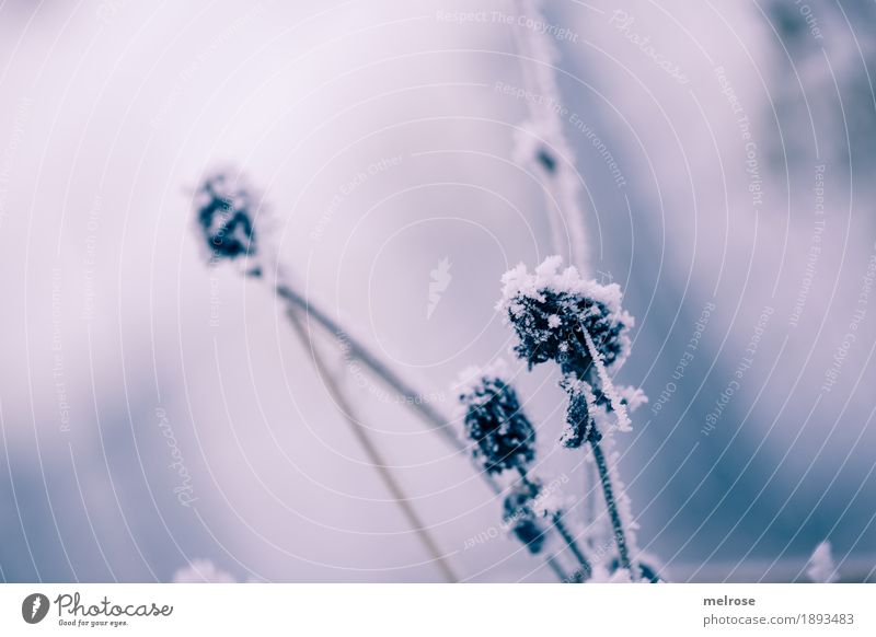 SAHNE-Häubchen Umwelt Natur Winter Klima Wetter schlechtes Wetter Eis Frost Schnee Pflanze Sträucher Wildpflanze Pflanzenteile Lebewesen Gras Zweige u. Äste Ast