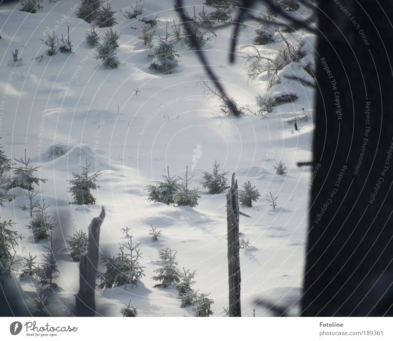 Rotkäppchen und der böse Golf Umwelt Natur Landschaft Pflanze Urelemente Erde Luft Winter Klima Klimawandel Wetter Schönes Wetter Eis Frost Schnee Baum Wald