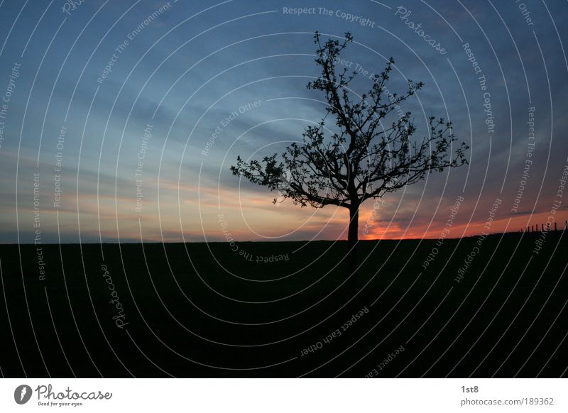 einsam Umwelt Natur Landschaft Pflanze Himmel Horizont Herbst Winter Schönes Wetter Dürre Baum Feld Gefühle Wachsamkeit Wahrheit Ausdauer Idylle Apfelbaum Weide