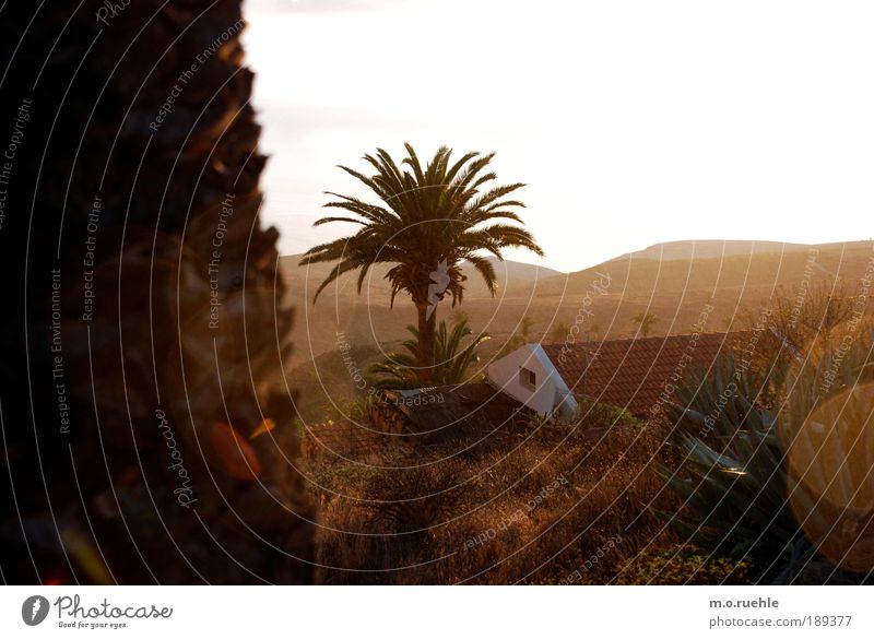 Goldland Haus Traumhaus Natur Landschaft Sommer Baum Gras Kaktus Wildpflanze Palme Palmenwedel Hügel Küste Insel Kanaren La Gomera Dorf Dach ästhetisch Freiheit