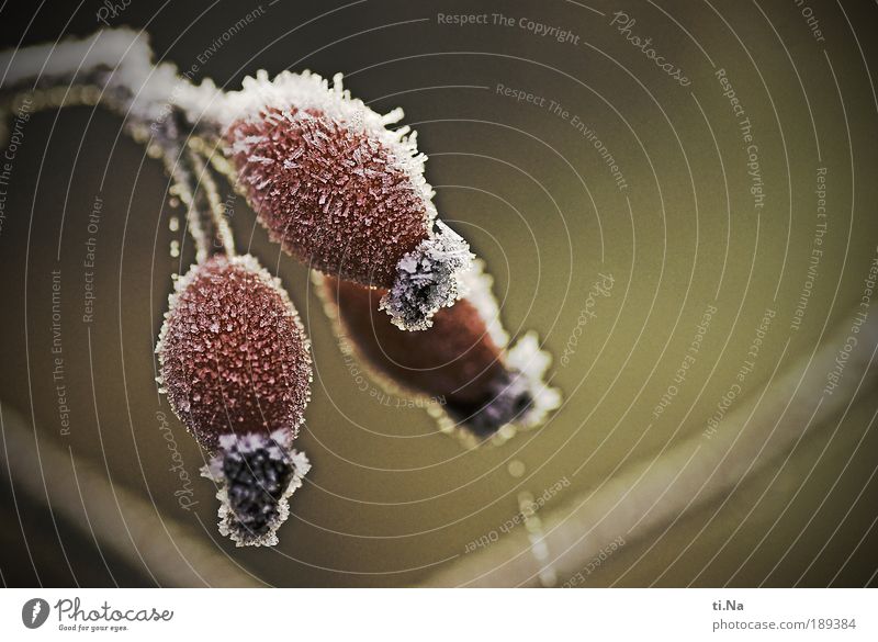 Wildroseneis Umwelt Natur Landschaft Luft Wasser Wassertropfen Schönes Wetter Eis Frost Pflanze Sträucher Blatt Wildpflanze Hagebutten frieren Wachstum gelb