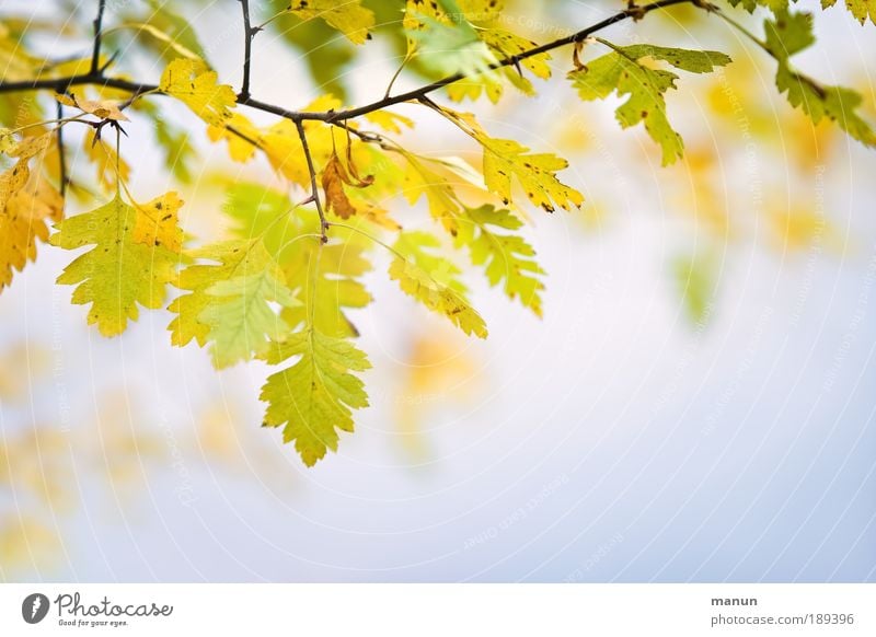 goodbye summer harmonisch Wohlgefühl Zufriedenheit Erholung ruhig Gartenarbeit Natur Herbst Schönes Wetter Blatt Park Freundlichkeit frisch hell positiv gelb