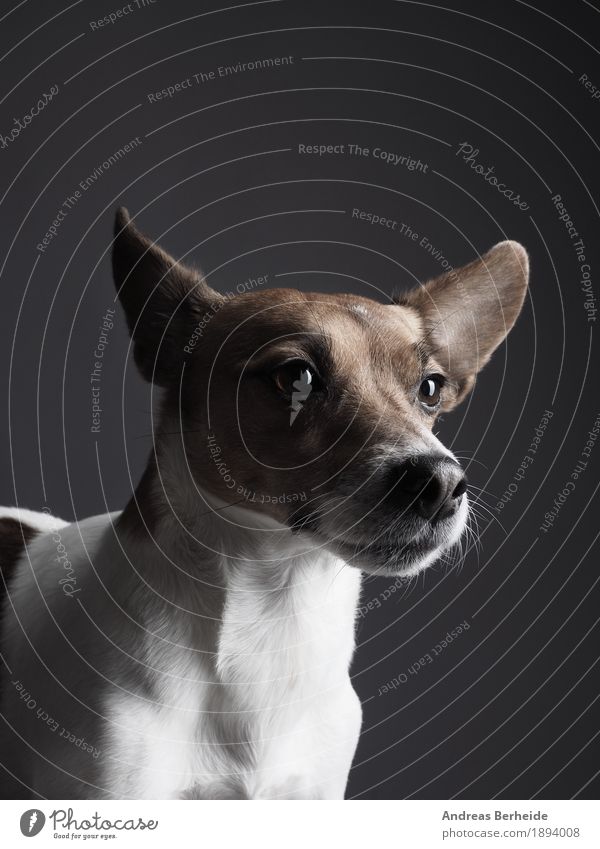 Jack Russell Terrier Haustier Nutztier Hund Tiergesicht 1 beobachten ästhetisch Kraft Portrait Werkstatt animal Hintergrundbild brown copy cute dog Image