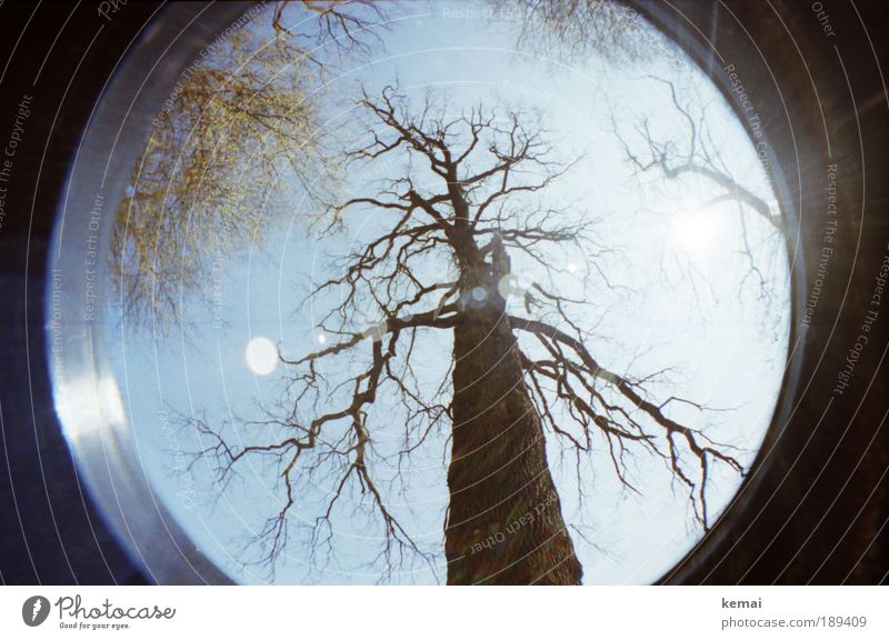 Baumskelett, hoch Umwelt Natur Landschaft Pflanze Luft Himmel Sonnenlicht Herbst Schönes Wetter Dürre Blatt Grünpflanze Baumrinde Baumstamm alt Wachstum braun