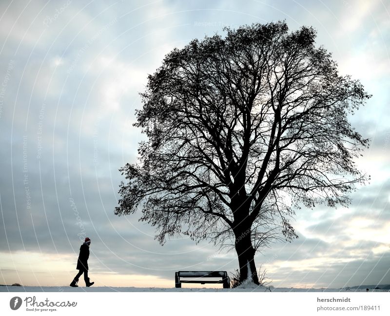 Da ist ne Bank, da setz ich mich Mensch 1 Natur Landschaft Himmel Wolken Horizont Winter Schnee Baum Straße Wege & Pfade Mantel Mütze Denken frieren gehen Blick