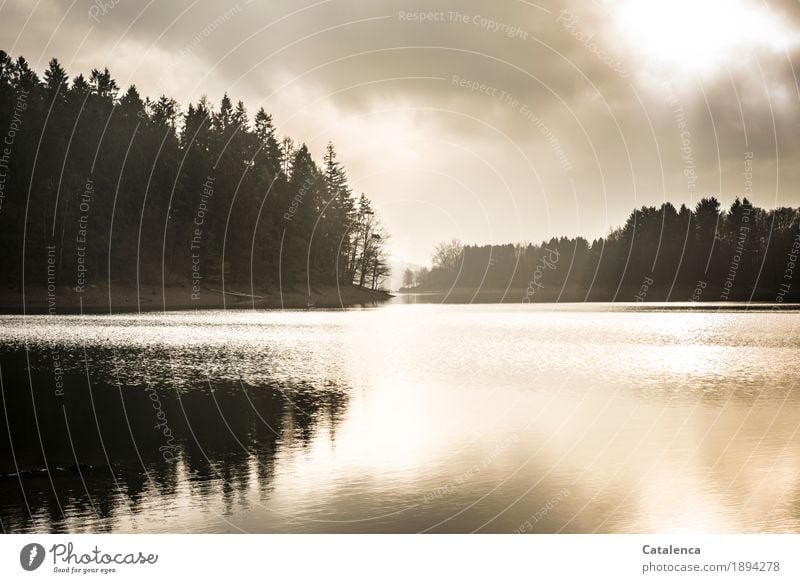 Wintermorgen am Stausee wandern Natur Landschaft Pflanze Wasser Himmel Fichtenwald Seeufer frieren glänzend ästhetisch Flüssigkeit kalt gelb schwarz silber weiß