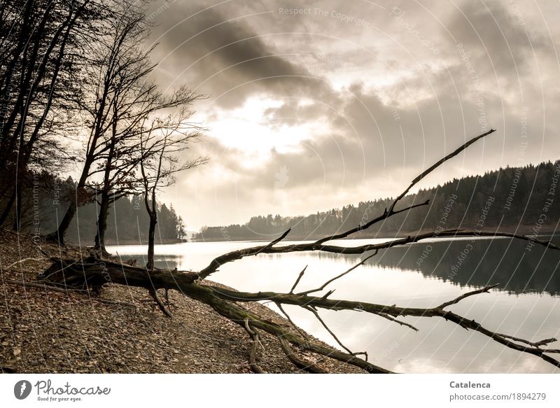 Wintermorgen am Ufer des Stausees wandern Natur Landschaft Pflanze Erde Wasser Wolken Horizont Sonne schlechtes Wetter Fichtenwald Buche Seeufer Holz glänzend