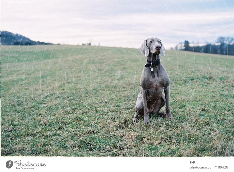 majestätisch elegant Jagd Winter Natur Landschaft Himmel Wolken Gras Tier Haustier Hund 1 kalt klug blau grau grün Kraft diszipliniert Neugier Hochmut