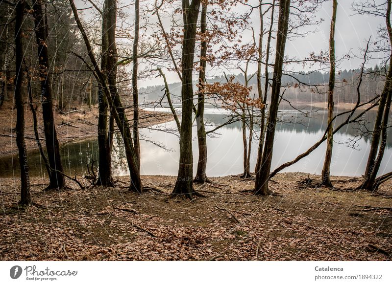 Durchblick; Blick auf den See zwischen Bäume Winter wandern Natur Landschaft Erde Wasser Himmel schlechtes Wetter Baum Blatt Buchenwald Fichtenwald Wald Seeufer