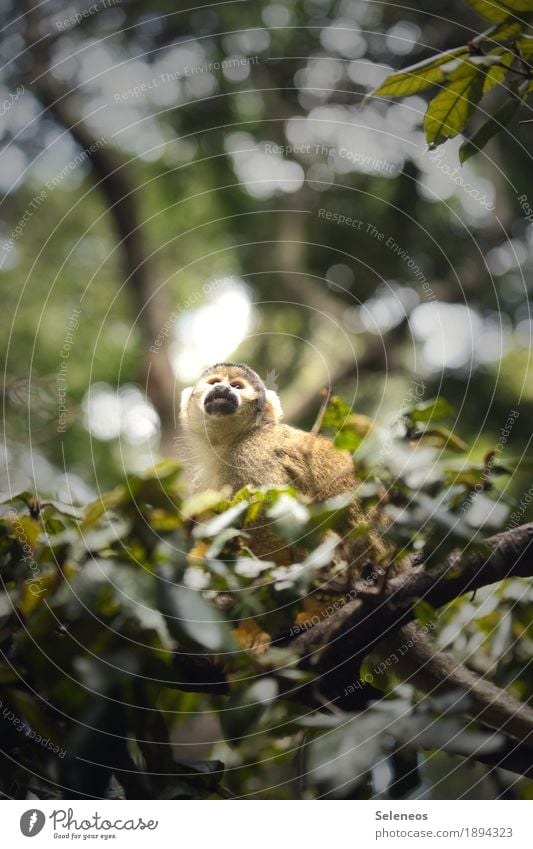 Herr Nilsson Ferien & Urlaub & Reisen Tourismus Ausflug Abenteuer Ferne Sommer Umwelt Natur Baum Tier Wildtier Tiergesicht Affen Totenkopfäffchen 1 natürlich