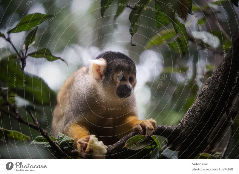 Herr Nilsson Umwelt Natur Baum Blatt Tier Wildtier Tiergesicht Affen 1 exotisch natürlich niedlich Tierliebe Farbfoto Außenaufnahme Tierporträt