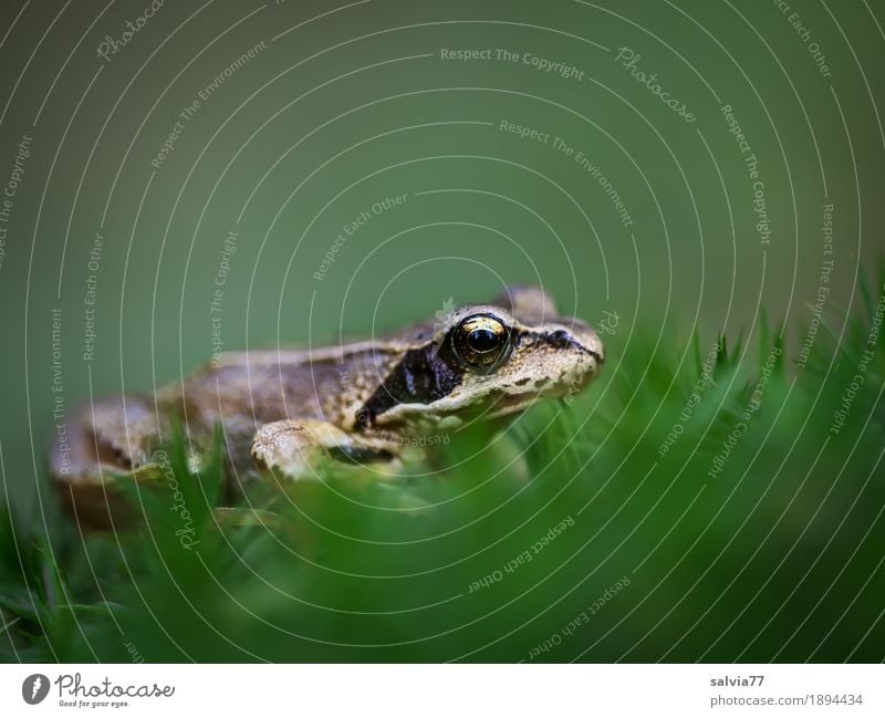 alles im grünen Bereich Natur Tier Erde Pflanze Moos Grünpflanze Wald Frosch Tiergesicht Amphibie 1 beobachten braun Wachsamkeit geduldig Perspektive ruhig