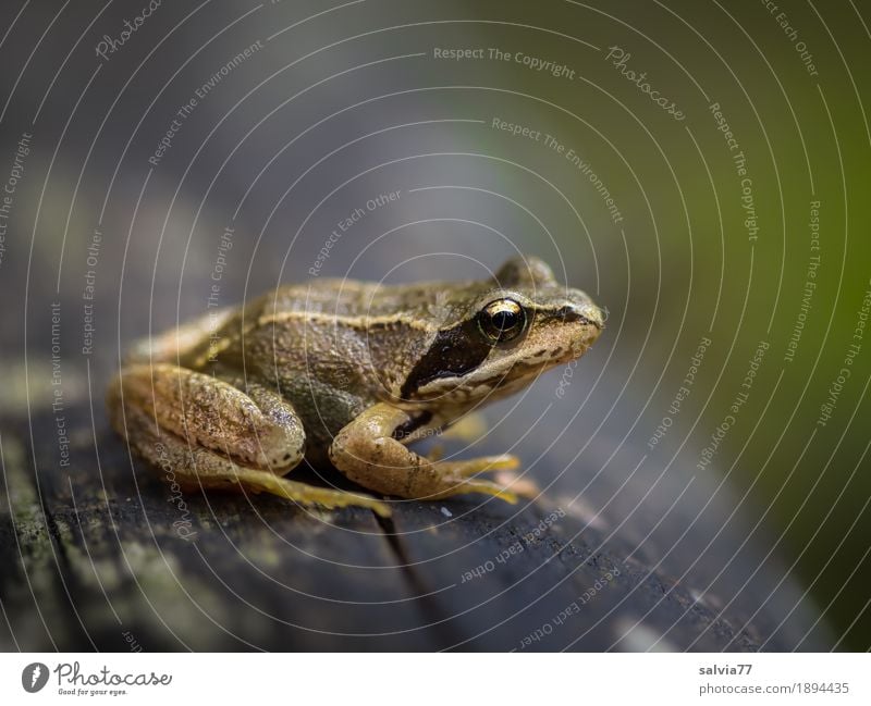 den Überblick behalten Umwelt Natur Tier Baumstamm Feld Wald Wildtier Frosch Tiergesicht Grasfrosch Lurch 1 beobachten hocken klein oben braun grau grün