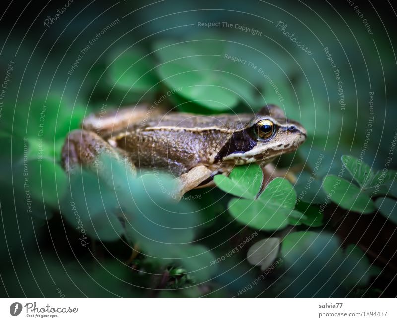 Glücksfröschli Umwelt Natur Pflanze Tier Erde Sommer Herbst Blatt Grünpflanze Wildpflanze Sauerklee Wald Wildtier Frosch Amphibie Lurch Grasfrosch 1 beobachten