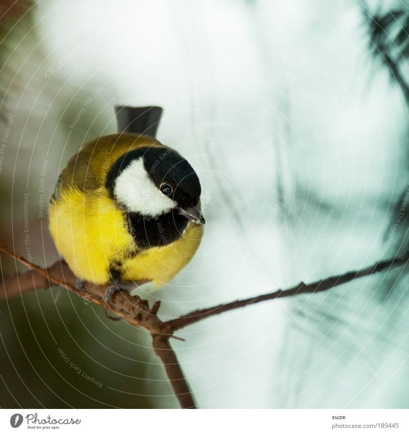 Kleiner Meisenmann Natur Tier Wildtier Vogel 1 klein Neugier niedlich schön gelb Kohlmeise Gesang Singvögel Zweig Schnabel Ornithologie singen Feder gefiedert