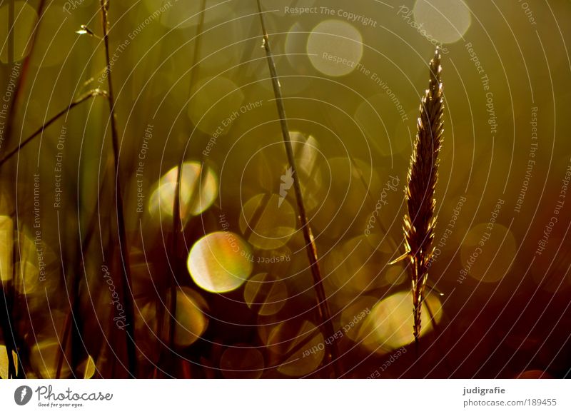 Gras Umwelt Natur Pflanze Wiese Küste Strand Ostsee leuchten Wachstum ästhetisch Duft glänzend natürlich schön Wärme Stimmung Erholung Farbe Glück Idylle