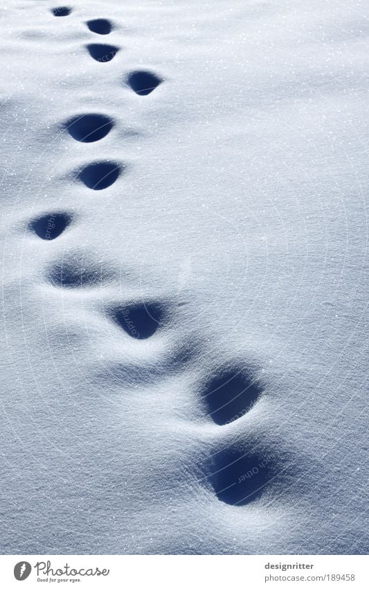 Abschied von Daisy Winter Winterurlaub Klima Klimawandel Wetter Eis Frost Schnee gehen laufen kalt weich Trauer Tod Sehnsucht Heimweh Fernweh Einsamkeit