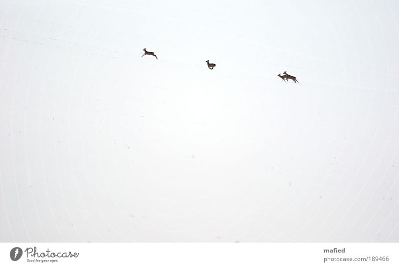 Rehduktion Ferne Winter Schnee Natur Landschaft Tier Feld Wildtier 4 Herde Bewegung laufen braun weiß Farbe Wege & Pfade Farbfoto Außenaufnahme Menschenleer Tag