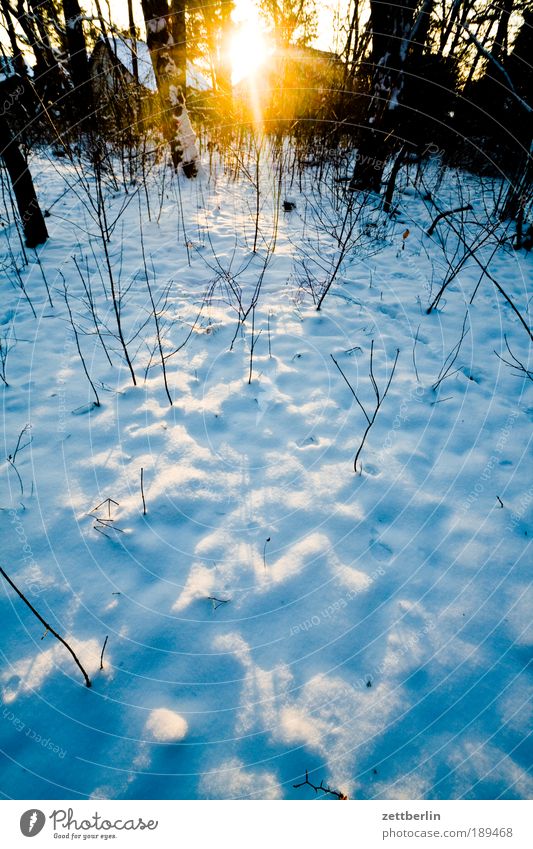 Winter Brandenburg Januar Neuschnee Schnee Schneedecke Wald weiß Winterurlaub Winterwald